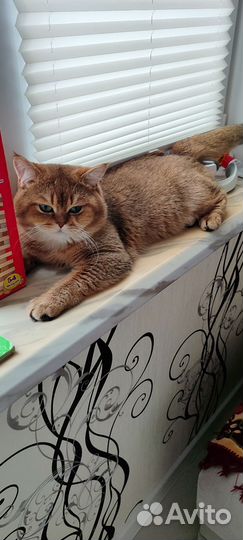 Вязка ищем кошечку