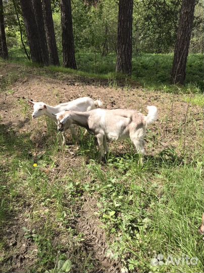 Козел на племя