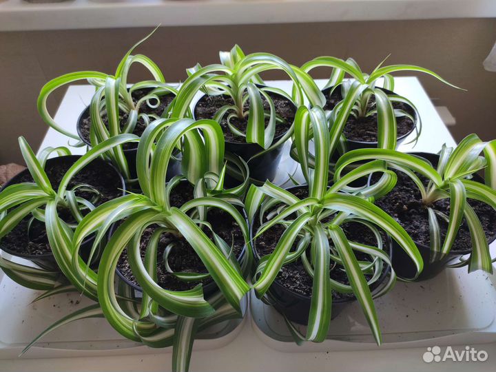 Хлорофитум кудрявый