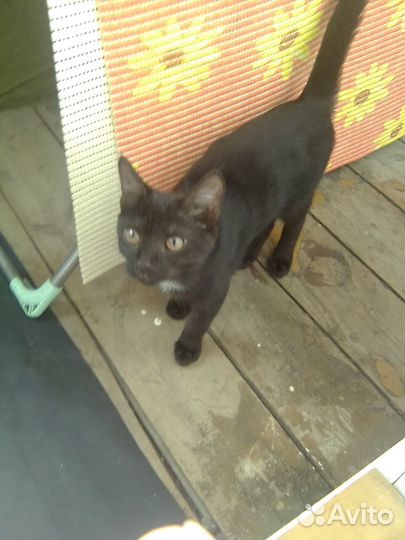 Домашние животные котята