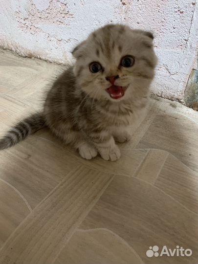 Вислоухая кошечка