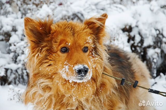 Герда- собака с внешностью лисички в поиске дома объявление продам