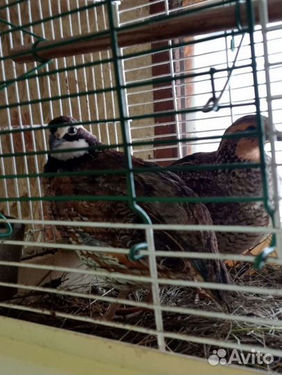 Перепел вергинский