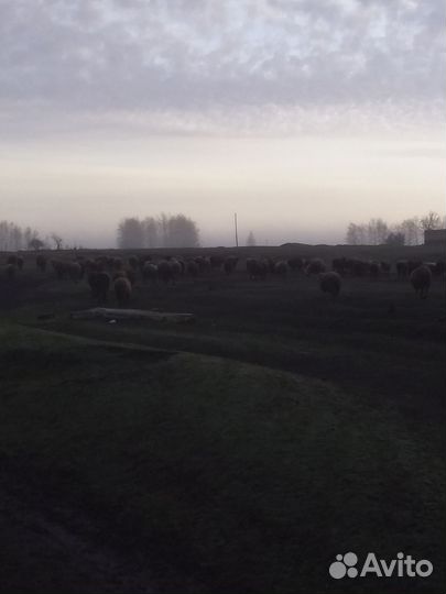 Курдючные бараны овцы