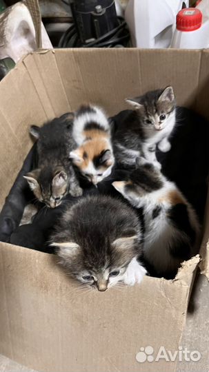Котята в дар
