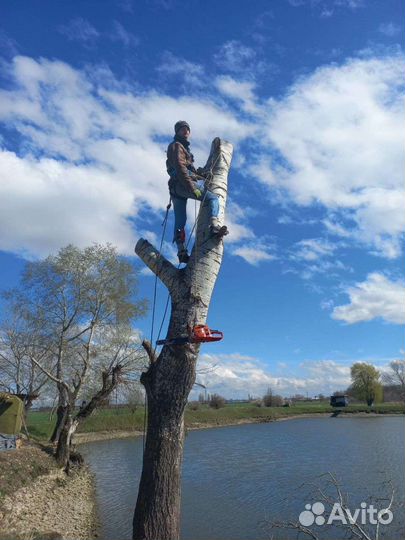 Спил-деревьев
