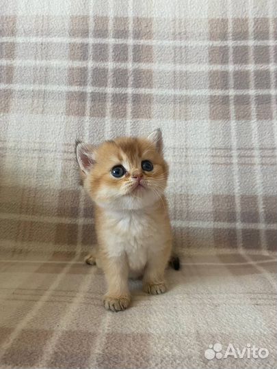 Котята британской золотой шиншиллы