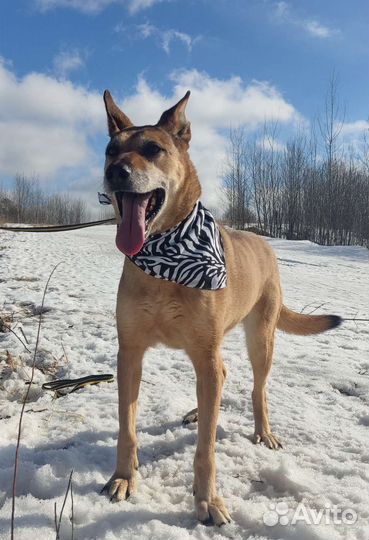 Собака в добрые руки