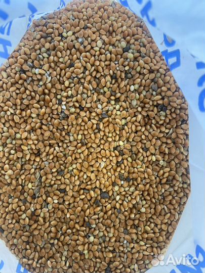 Семена просо