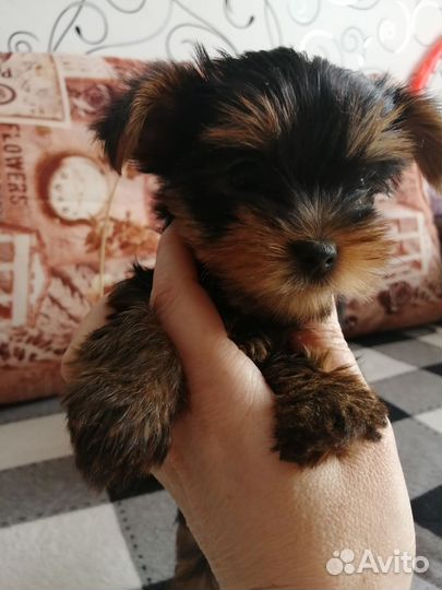 Йоркширский терьер мини щенки