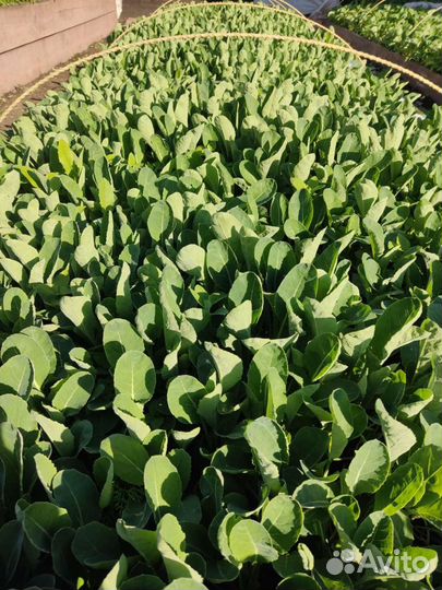 Рассада томатов, баклажанов, капусты, перца