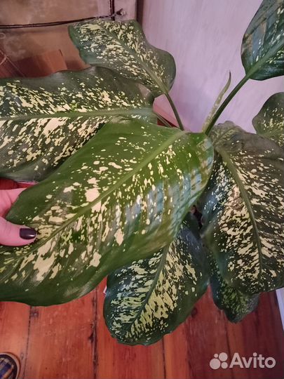 Диффенбахия