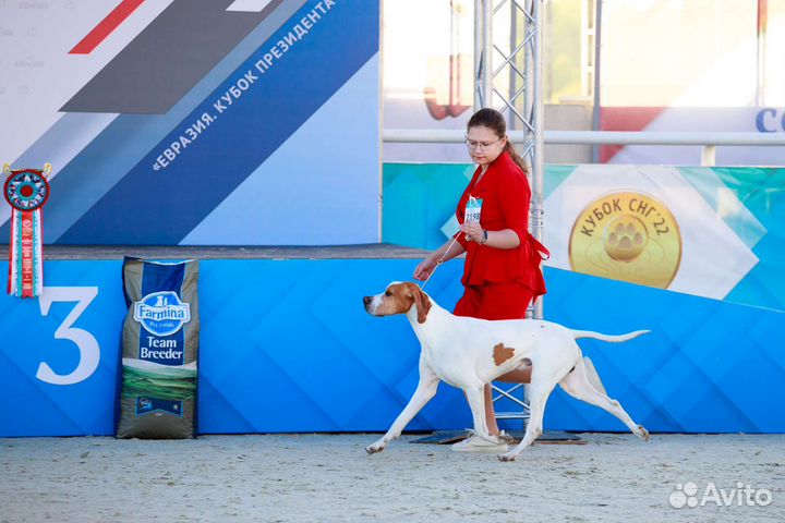 Собака для съёмок в рекламе, кино, фотосессиях