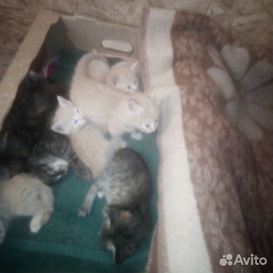Отдам котят в хорошие руки