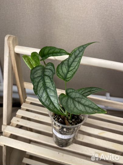 Монстера сельтепекана