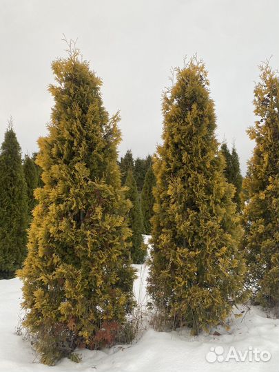 Туя западная Yelloow Ribbon