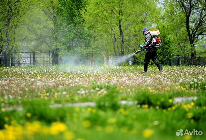 Уничтожение клопов тараканов грызунов грибка плесе