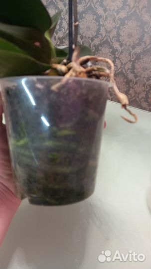 Орхидея фаленопсис