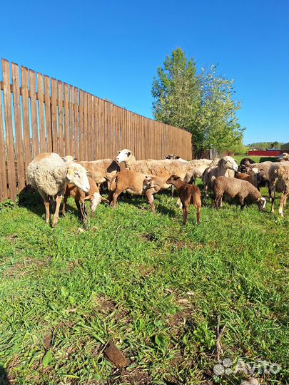 Ягнята катумские