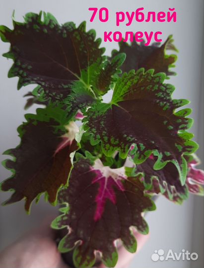 Цветы в асс-те