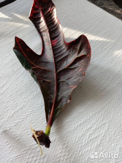 Кодиеум кротон