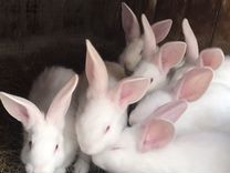 Кролики белый паннон разных возраств