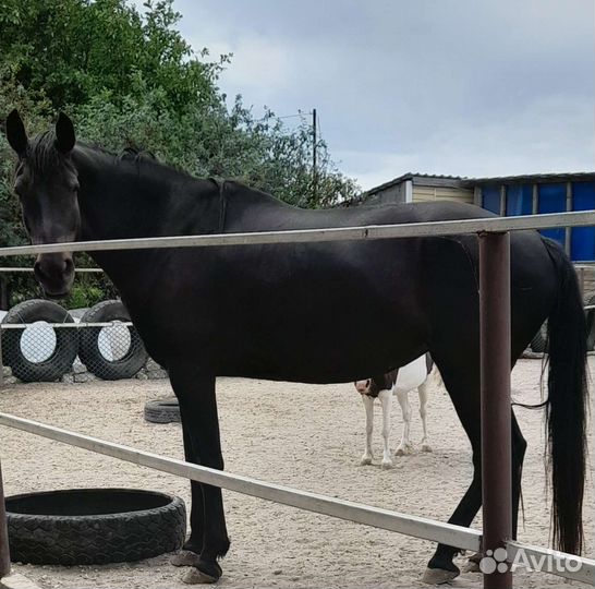 Орловский рысак кобыла