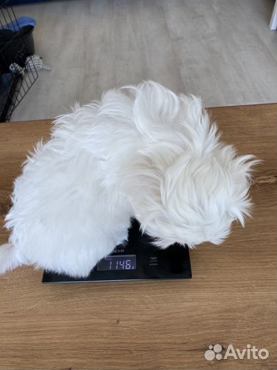 Щенки мальтезе