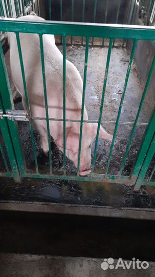 Настил для свинарников коровников