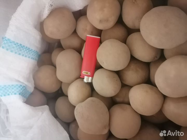 Продам картофель