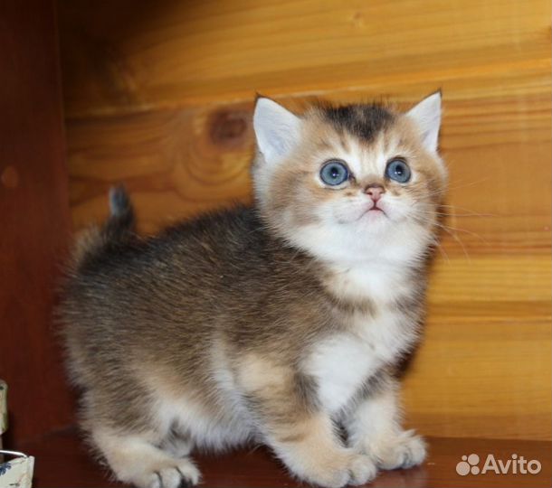 Британец золотой