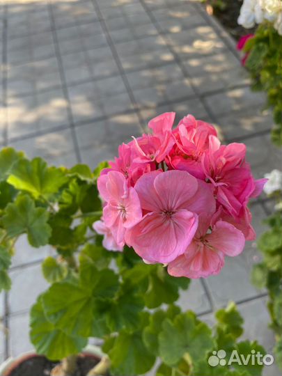 Герань,пеларгония