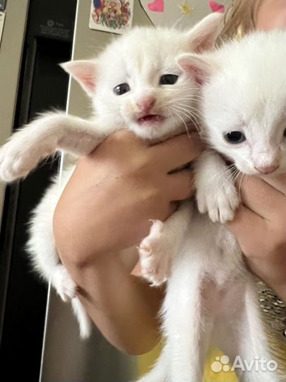 Тайские котята