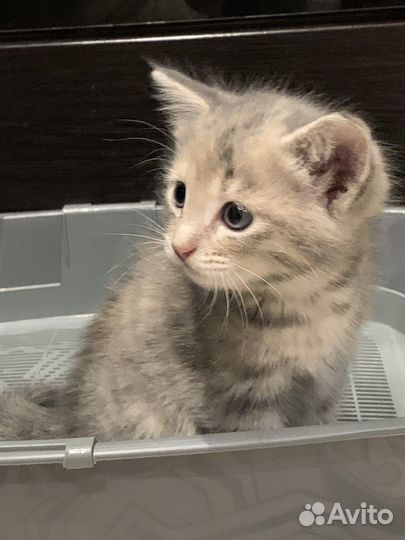 Котята в добрые руки 1 месяц бесплатно