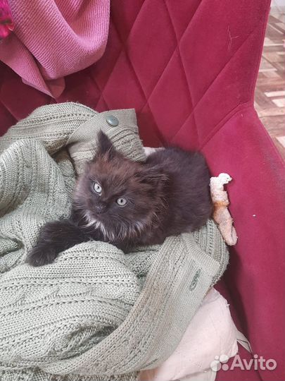 Котята в добрые руки бесплатно