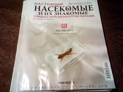 Настоящие насекомые