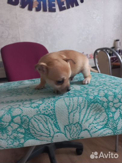 Чихуахуа