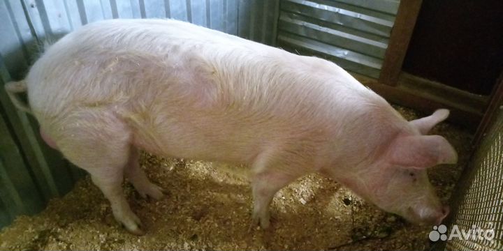 Молодой рабочий хряк осеменитель