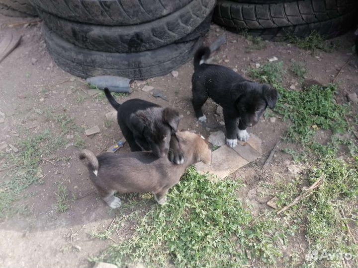 Щенок в добрые руки