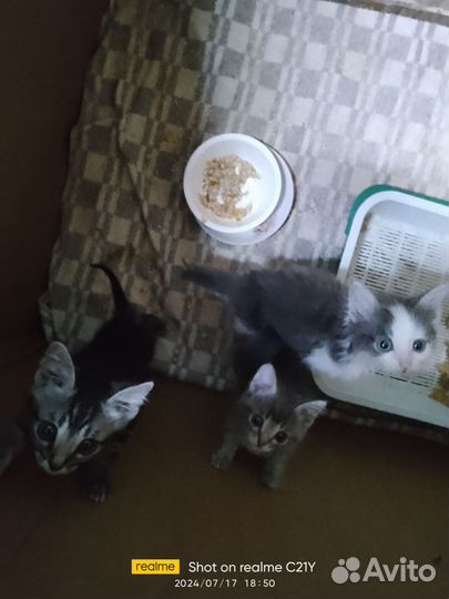 Котята