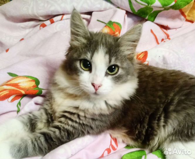 Котенок Василина
