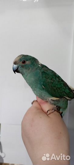 Какарик попугай