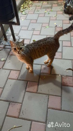 Кошка в добрые ручки