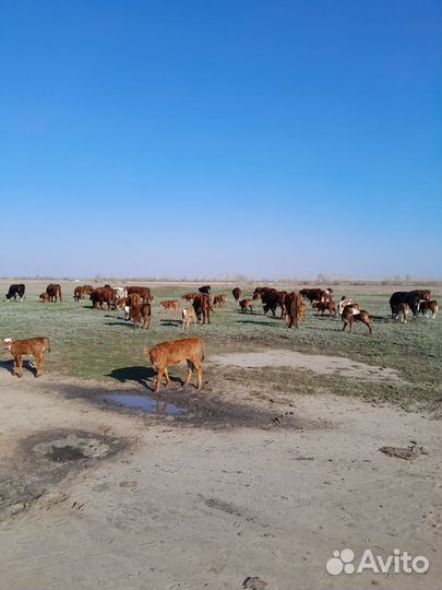 Продаю стадо крс