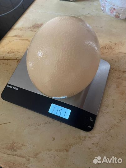 Яйцо страуса