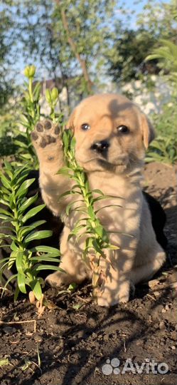 Лабрадор щенки