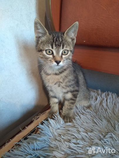 Отдам бесплатно котика