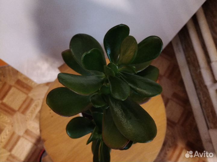 Денежное дерево толстянка крассула
