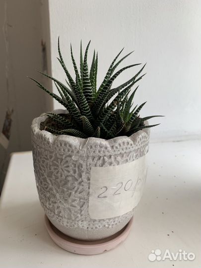 Кактусы и суккуленты