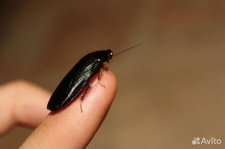 Кормовые тараканы Pycnoscelus nigra